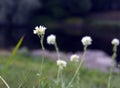 Small white flowers on a background of green grass Royalty Free Stock Photo