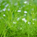 Small white flowers on a background of green leaves. Cerastium is a genus of annual, winter annual, or perennial plants belonging