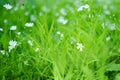 Small white flowers on a background of green leaves. Cerastium tomentosum Snow-in-summer white blossoms flower in the forest in Royalty Free Stock Photo