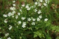 Small white flowers bloom in the forest in spring Royalty Free Stock Photo