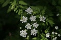 Small white flowers bloom in the forest in spring Royalty Free Stock Photo