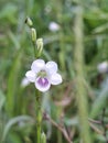 Small white flowers bloom in the garden Royalty Free Stock Photo