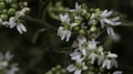 Small white flowers bloom in the garden. Petals, pistils and stamens of the flower. Royalty Free Stock Photo