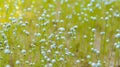 Small white flowers blooming in the meadow