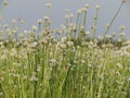 Small white flowers blossom Blooming in the meadow. Ladybug on w Royalty Free Stock Photo