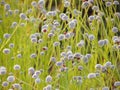 Small white flowers blossom Blooming in the meadow and ladybug o Royalty Free Stock Photo