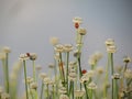 Small white flowers blossom Blooming in the meadow and ladybug o Royalty Free Stock Photo