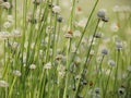 Small white flowers blossom Blooming in the meadow and ladybug o Royalty Free Stock Photo