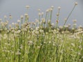 Small white flowers blossom Blooming in the meadow. Ladybug on w Royalty Free Stock Photo