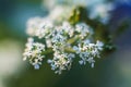 Small white flowers on a blurred background. Field flowers Royalty Free Stock Photo