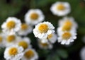Small white flowers with blurred background