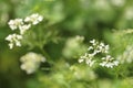 Small white flowers on blurred green background Royalty Free Stock Photo