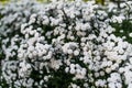 Small white flowers for bouquet. Gypsophila with petals, green leaves and stems in garden Royalty Free Stock Photo