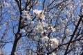 Small white flowers on branches of blossoming apricot tree against blue sky Royalty Free Stock Photo