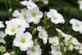 Small white flowers of Cerastium tomentosum