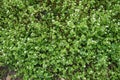 Small white flowers of chickweed and blue flowers of speedwell Royalty Free Stock Photo