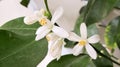 Small white flowers of citrus plant Calamondin, Citrofortunella microcarpa, Citrus madurensis with light green young leaves, close Royalty Free Stock Photo