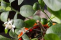Small white flowers of citrus plant Calamondin, Citrofortunella microcarpa, Citrus madurensis with light green young leaves, close Royalty Free Stock Photo