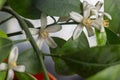 Small white flowers of citrus plant Calamondin, Citrofortunella microcarpa, Citrus madurensis with light green young leaves, close Royalty Free Stock Photo