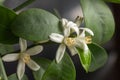Small white flowers of citrus plant Calamondin, Citrofortunella microcarpa, Citrus madurensis with light green young leaves, close Royalty Free Stock Photo