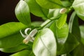 Small white flowers of citrus plant Calamondin, Citrofortunella microcarpa, Citrus madurensis with light green young leaves, close Royalty Free Stock Photo