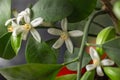 Small white flowers of citrus plant Calamondin, Citrofortunella microcarpa, Citrus madurensis with light green young leaves, close Royalty Free Stock Photo