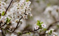 Small white flowers clumped together on a branch Royalty Free Stock Photo