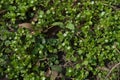 Small white flowers of common chickweed Royalty Free Stock Photo