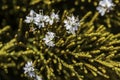 Small white flowers on the coniferous branch of the Veronica ochracea tree