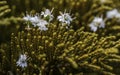 Small white flowers on the coniferous branch of the Veronica ochracea tree