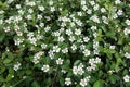 Small white flowers of Cotoneaster horizontalis Royalty Free Stock Photo