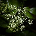 Small white flowers of the forest scattering like rays from the central stems