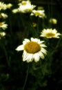 Small white flowers in garden