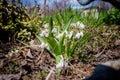 Small white flowers in the garden in early spring Royalty Free Stock Photo