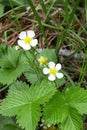 Small white flowers garden strawberry on green leaves background. Garden strawberries bloom in open air. Royalty Free Stock Photo