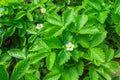 Small white flowers garden strawberry on green leaves background. Garden strawberries bloom in open air. Close-up view Royalty Free Stock Photo