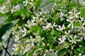 Small white flowers on a gray background