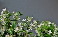 Small white flowers on a gray background