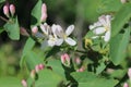 Small white flowers among green foliage Royalty Free Stock Photo