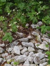 Small white flowers in green grass on large white stones Royalty Free Stock Photo