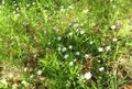 Small white flowers on a green lawn and grass in the field. Royalty Free Stock Photo