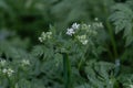 Small white flowers, green leaves, Anthriscus sylvestris, rain