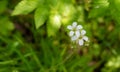 Small white flowers with green leaves background after rain