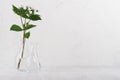 Small white flowers and green leaves in white light soft grunge interior, copy space. Royalty Free Stock Photo