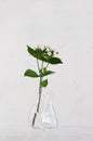 Small white flowers and green leaves in white light soft grunge interior, vertical.