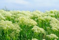 Small white flowers and green stems against the sky Royalty Free Stock Photo