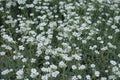 Small white flowers and grey foliage of Cerastium tomentosum Royalty Free Stock Photo