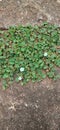 Small white flowers grow between the cast roads