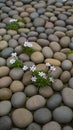 Small white flowers growing through a textured pattern of smooth river stones Royalty Free Stock Photo