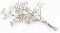 Small white flowers of Gypsophila (Baby's Breath) isolated on white. Royalty Free Stock Photo